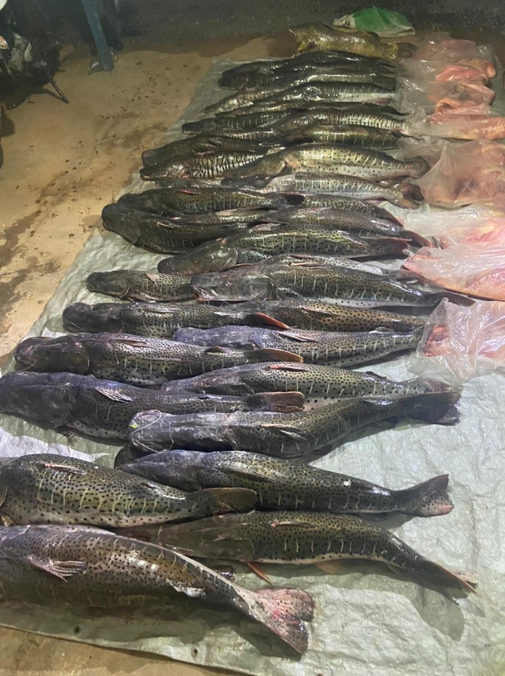 Peixes foram pescados em área indígena sem autorização — Foto: PM-MT