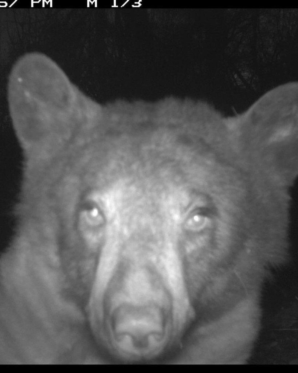 Urso flagrado por câmera com sensor de movimento em Boulder, nos EUA, janeiro de 2023. — Foto: City of Boulder Open Space & Mountain Parks