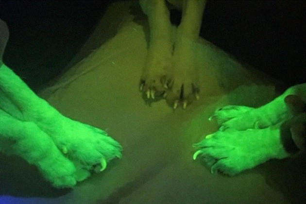 Patas dos cachorros participantes da edição genética (que utilizou a proteína GFP, verde fluorescente), em comparação à pata de um cão não participante (Foto: Okjae Koo/ToolGen/Divulgação)