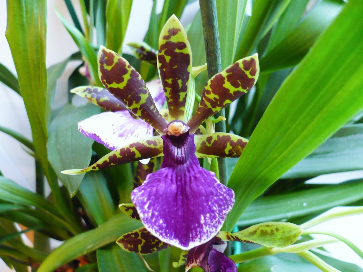 Zygopetalum: o gênero de orquídeas conhecido pelo perfume que exala - Casa  e Jardim | Plantas