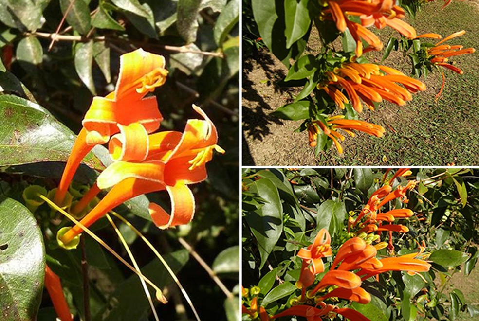 As flores em tons de laranja aparecem nos meses de junho e julho, época das tradicionais festas brasileiras — Foto: Arquivo TG