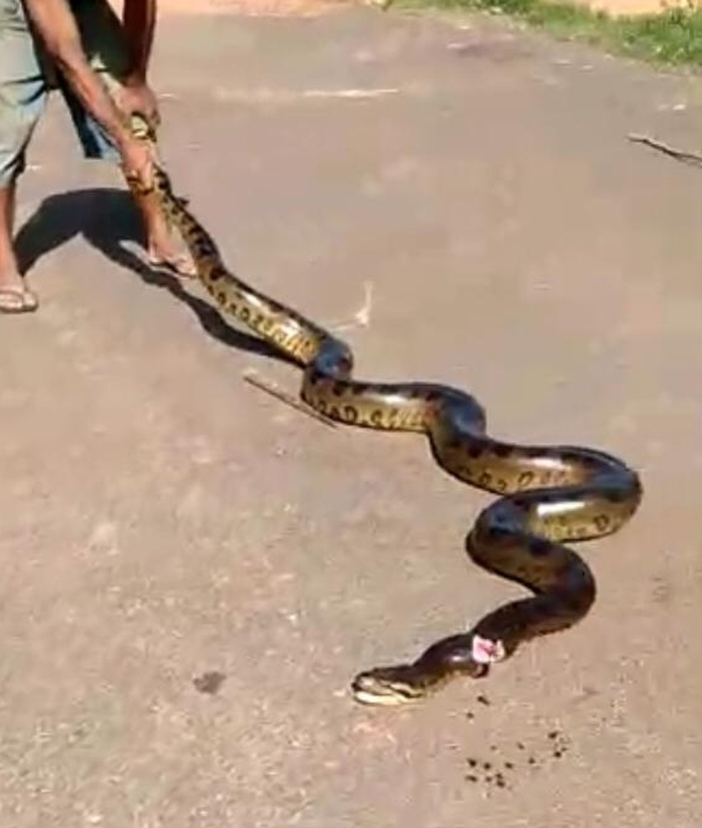 Cobra foi atingida por facadas em Lins  — Foto: Arquivo pessoal