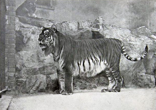 Desenho de um tigre-cáspio (Foto: Autor Desconhecido / Wikimedia Commons / CreativeCommons)