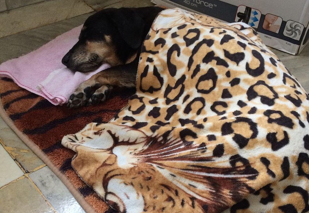 Anemia Em Caes Veterinario Explica Doenca E Faz Alerta Para Os Cuidados Necessarios Com Os Pets E O Bicho G1