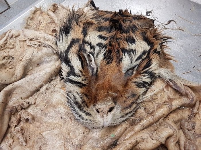 Tigre morto em depósito clandestino (Foto: Divulgação/CEI)