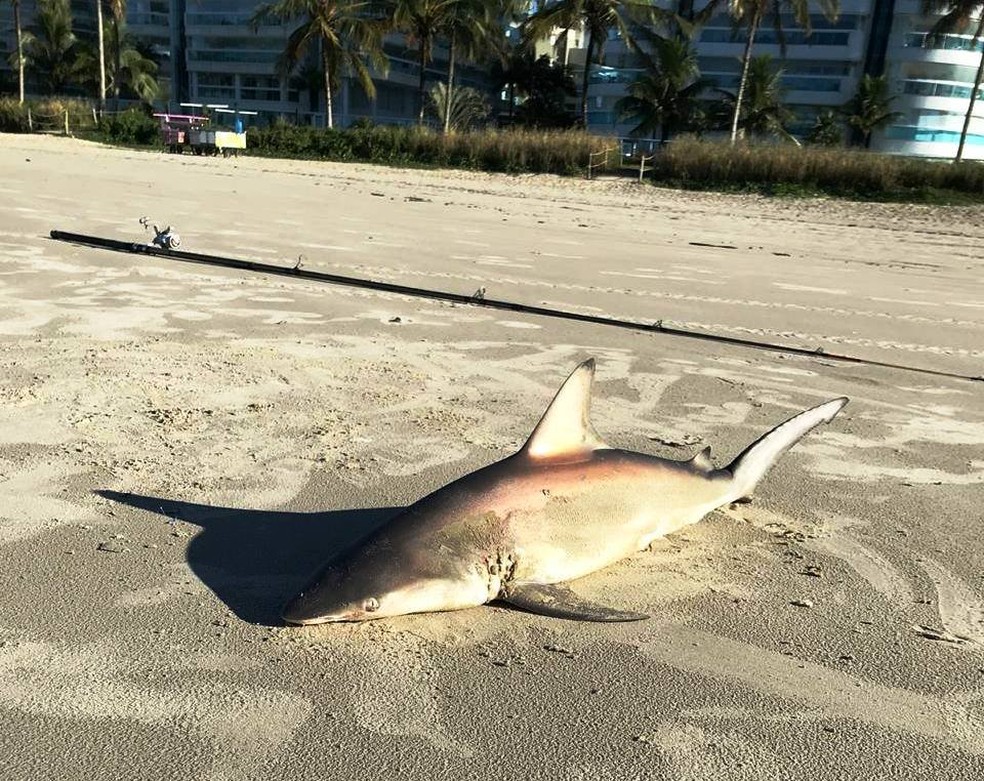 Tubarão foi capturado por pescador e exibido a banhistas em praia de Bertioga, SP — Foto: G1 Santos