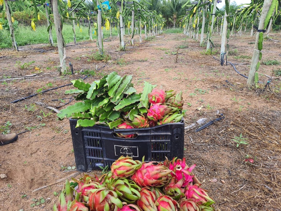 Pesquisadores estudam produção de pitaya no semiárido, usando água de tanques de psicultura — Foto: Reprodução/Inter TV Costa Branca