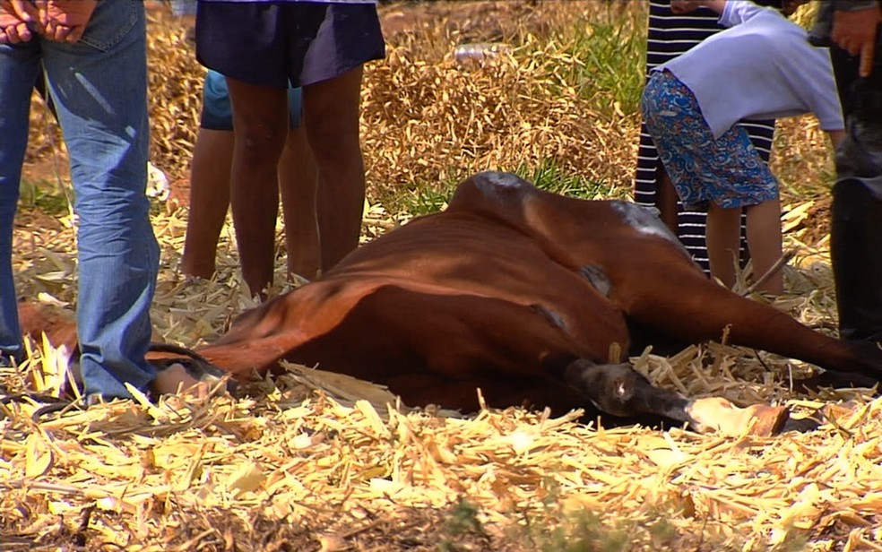 Égua estava há dias sem comer e sem beber água, já que não conseguia se levantar (Foto: Reprodução/TV Anhanguera)