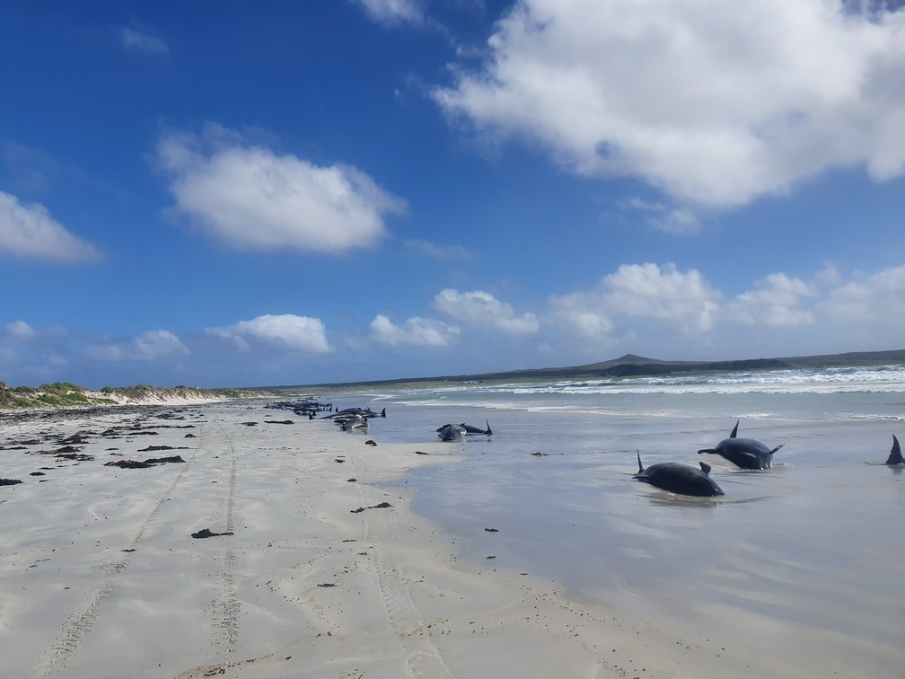 Baleias-piloto são vistas encalhadas nas Ilhas Chatham, na Nova Zelândia — Foto: Jemma Welch/Departamento de Conservação da Nova Zelândia via Reuters