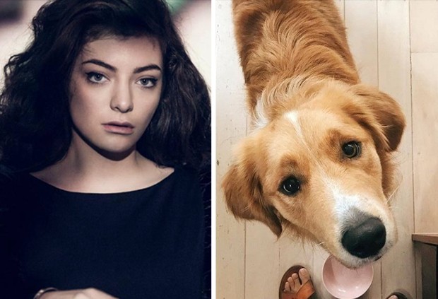 Lorde escreveu carta emocionante para falar sobre a morte de seu cachorro, Pearl (Foto: Reprodução/Instagram)