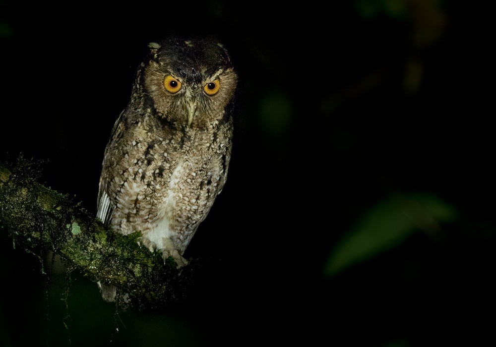 Até agora, a espécie Otus brookii só era representada em fotografias pela subespécie Otus brookii solokensis, oriunda das florestas da Sumatra, acima representada (Foto: Lars Petersson/eBird)