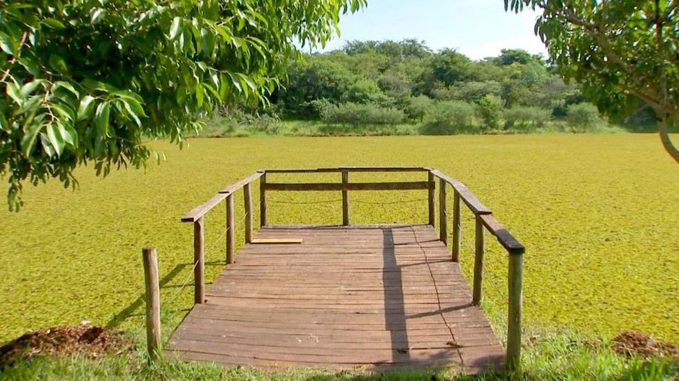 Prefeitura diz que já retirou cinco caminhões de plantas e promete limpar a lagoa em um mês — Foto: TV TEM/Reprodução