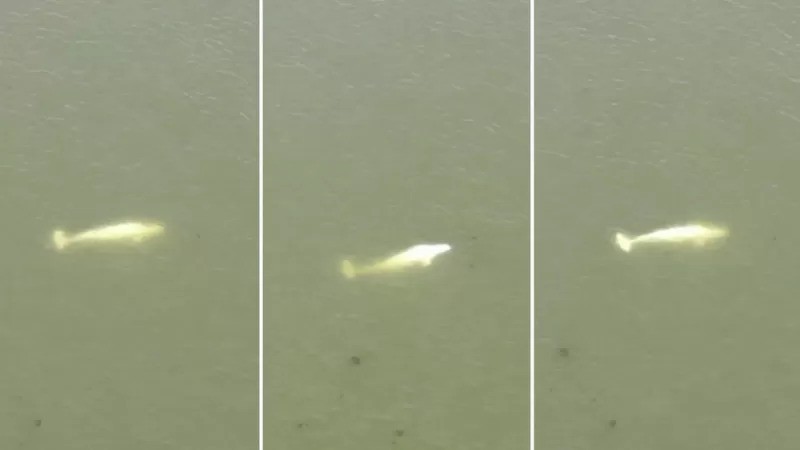 Imagens mostram a baleia à deriva no rio Sena (Foto: REUTERS via BBC)