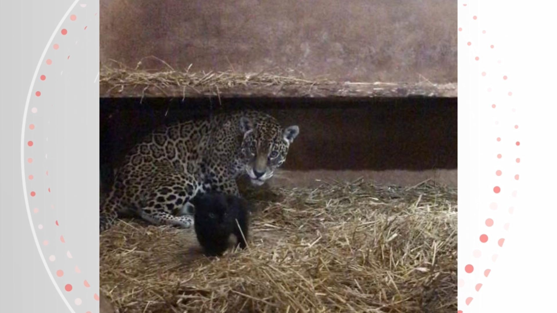 FOTO: Com um mês de vida, onça e filhote abocanhado por outro animal em zoológico do ES seguem isolados