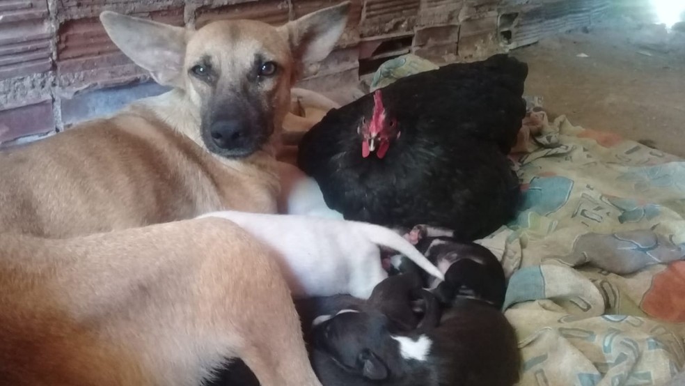 Cadela e galinha ficaram amigas  e cuidam juntas dos filhotes — Foto: Cedida