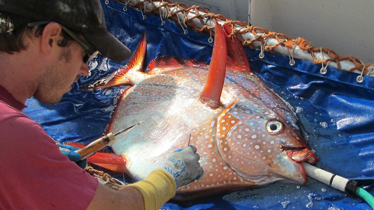 peixe opah (Foto: reprodução)