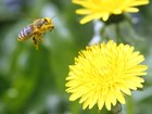 União Europeia identifica novo inseticida mortal para as abelhas