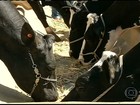 Governo atrasa entrega de milho e animais passam fome no CE