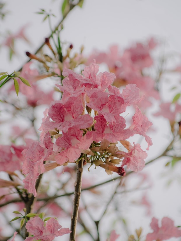 Tabebuia rosea: a árvore ipê-rosa colore e embeleza as ruas da cidade -  Casa e Jardim | Plantas