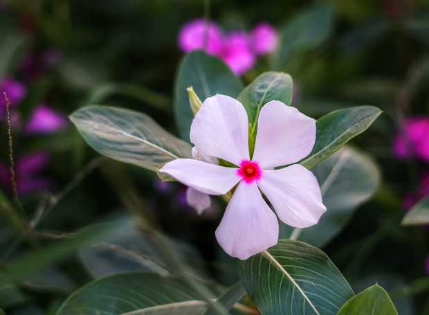 As diferenças entre impatiens, vinca e maria-sem-vergonha 