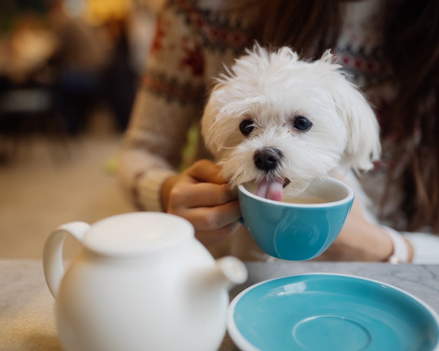 Se notar que seu animal tomou café, procure um médico veterinário antes mesmo de apresentar sintomas  (Foto: Canva / Creative Commoms)
