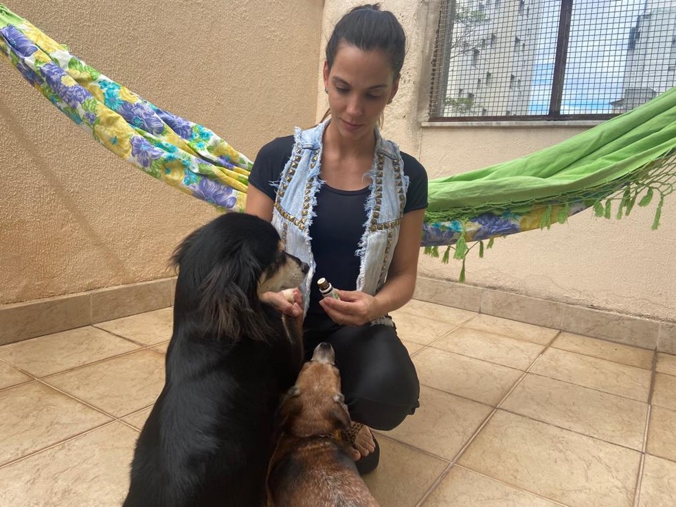 Aromaterapia ajuda a relaxar os cães — Foto: Aufabeto/Divulgação