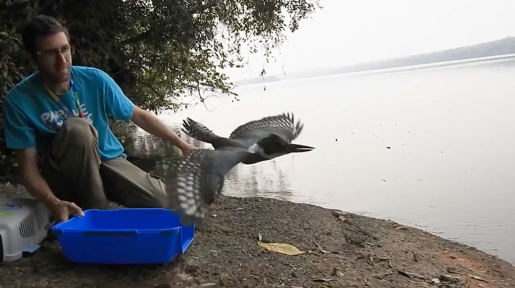 Após passar por uma cirurgia no Parque das Aves, martim-pescador-grande foi solto às margens do Rio Iguaçu — Foto: Divulgação/Parque das Aves