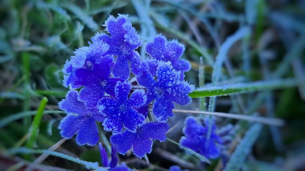 São Joaquim registrou geada neste amanhecer — Foto: Mychel Legnaghi/São Joaquim Online