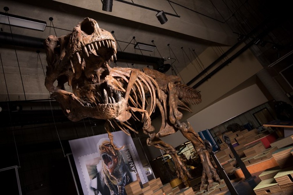 Esqueleto de Tiranossauro Rex encontrado no Canadá é o maior do mundo — Foto: AFP PHOTO / UNIVERSITY OF ALBERTA / AMANDA KELLEY