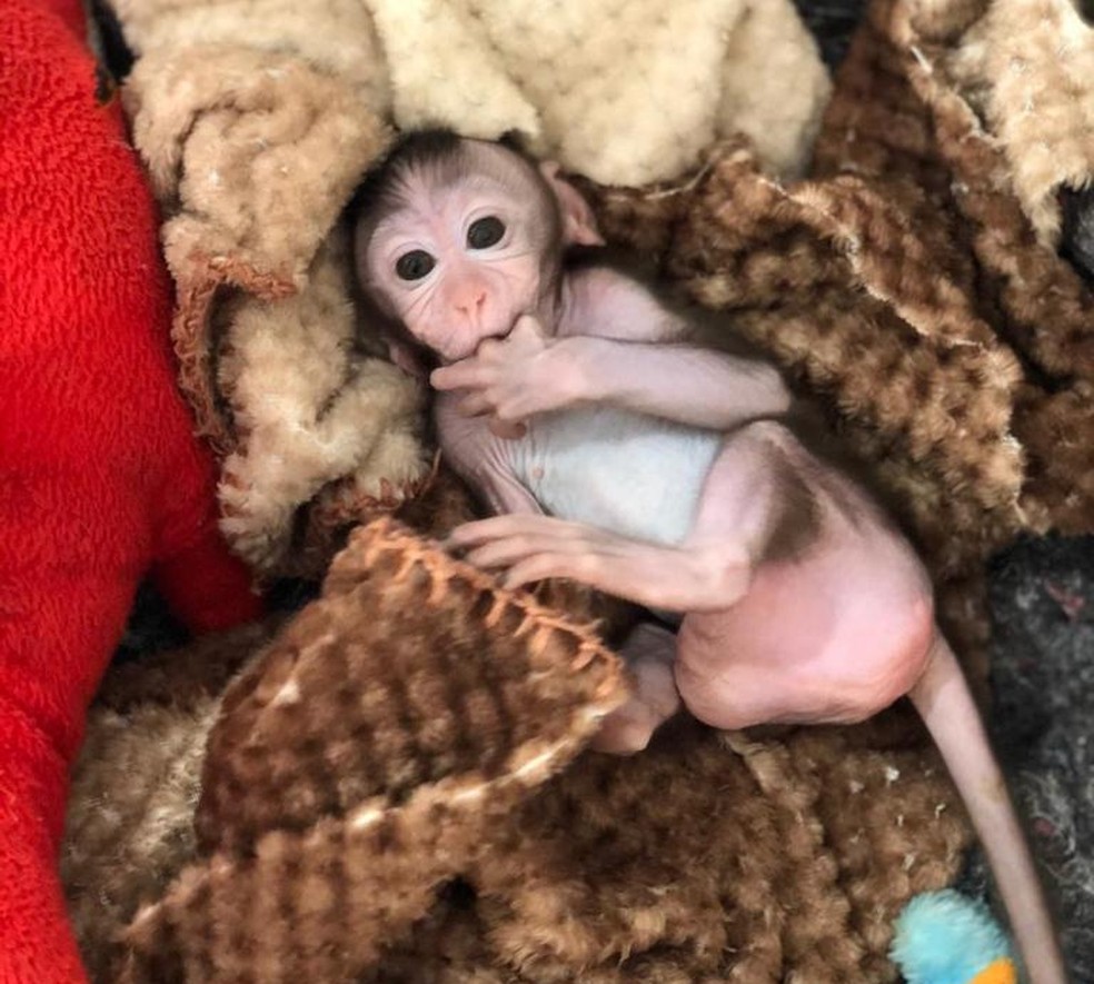 Bebê macaco é chamado de Iuri pela equipe de cuidadores do zoológico — Foto: Zoo do Complexo Cyro Gevaerd/Divulgação 
