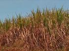 Seca prolongada no Sudeste influencia safra da cana-de-açúcar