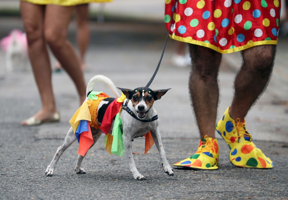 Cachorros foram fantasiados para a rua curtir o carnaval com os foliões — Foto: Sergio Moraes/Reuters