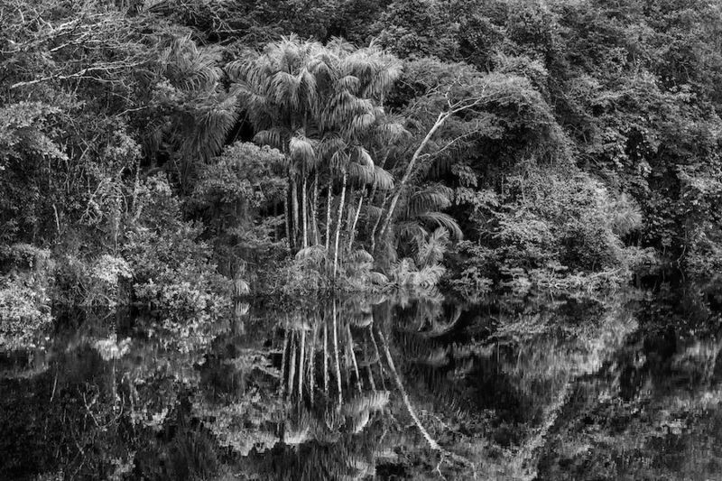 BBC Rio Jaú em imagem da exposição 'Amazônia' na Filarmônica de Paris (Foto: Sebastião Salgado)