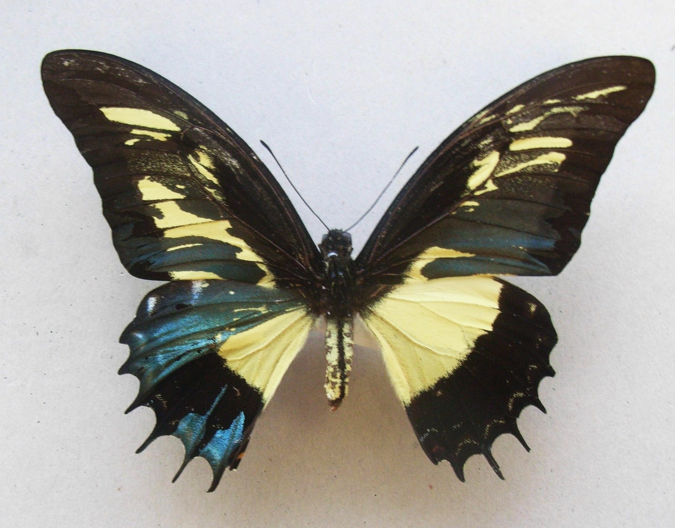 Condição observada em uma borboleta (Foto: Divulgação)