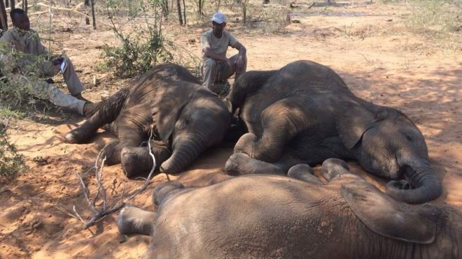 Elefantes bebês que ficaram órgãos são cuidados por humanos (Foto: Divulgação/ ELEPHANTS WITHOUT BORDERS)