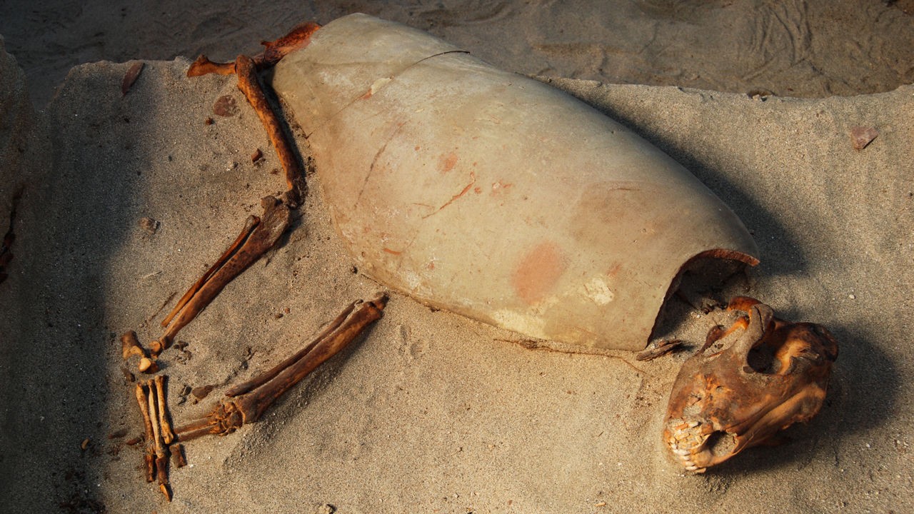Cachorro enterrado com vaso de cerâmica na região do antigo porto de Berenice, no Egito (Foto: Divulgação/Academia de Ciências da Polônia/Marta Osypinska)