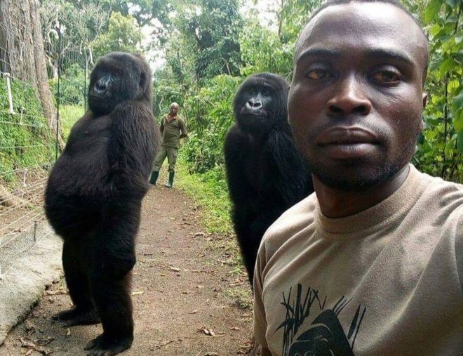 Os dois gorilas que aparecem nas imagens perderam as mães quando ainda bebês e foram salvos por guardas florestais (Foto: RANGER MATHIEU SHAMAVU via BBC)