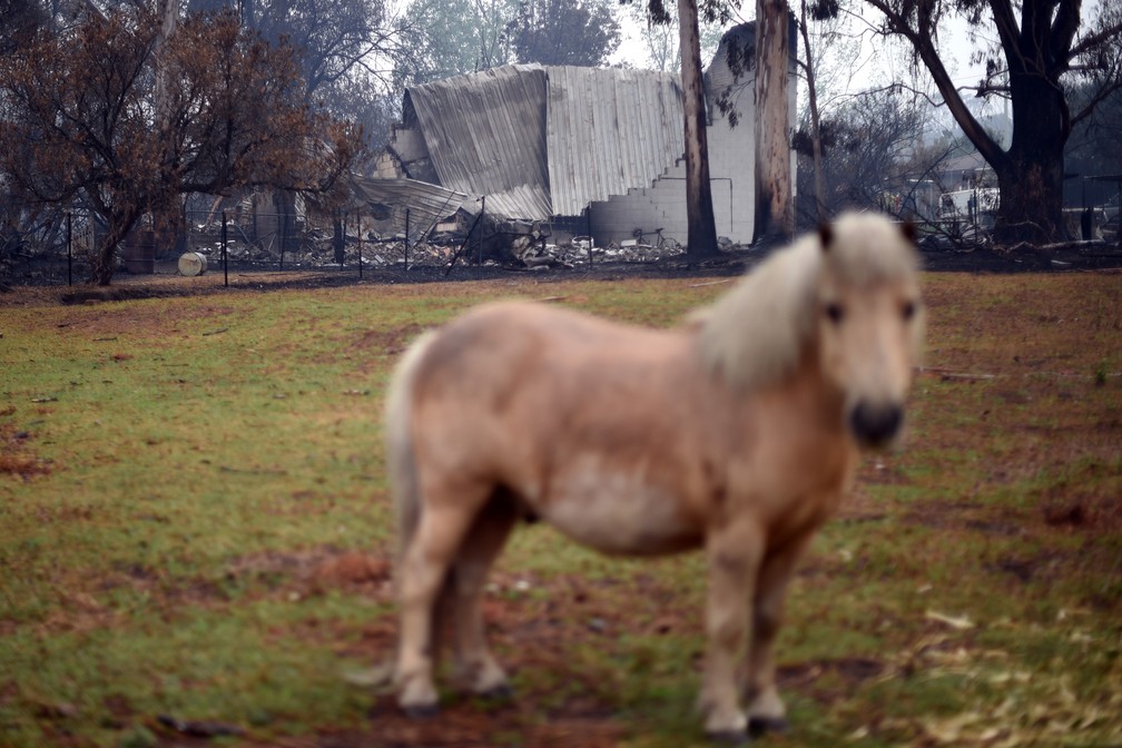 6 de janeiro - Um cavalo pasta em frente a uma casa queimada após um incêndio florestal durante a noite em Cobargo, no estado de Nova Gales do Sul, na Austrália — Foto: Saeed Khan/AFP