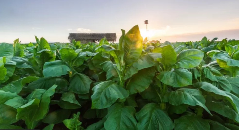 As folhas de tabaco trazem nicotina, uma substância que promove dependência — Foto: Getty Images via BBC