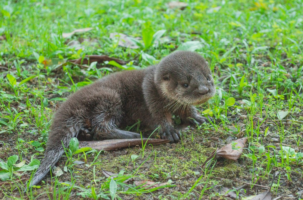 De Quem E Esse Filhote Ariranha Ou Lontra Terra Da Gente G1