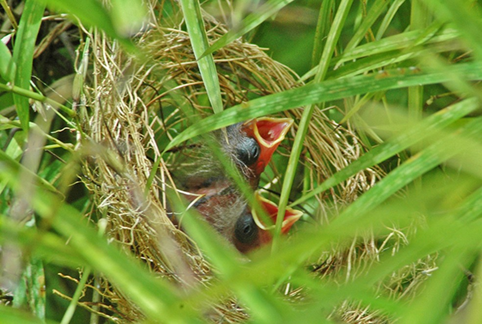 Primavera é período de reprodução das aves e situações de resgate de aves se tornam comuns — Foto: Ananda Porto
