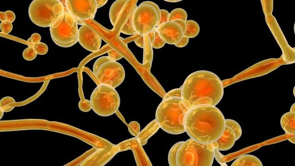 A maioria das infecções por Candida auris documentadas no mundo aconteceram em ambientes hospitalares — Foto: Getty Images via BBC