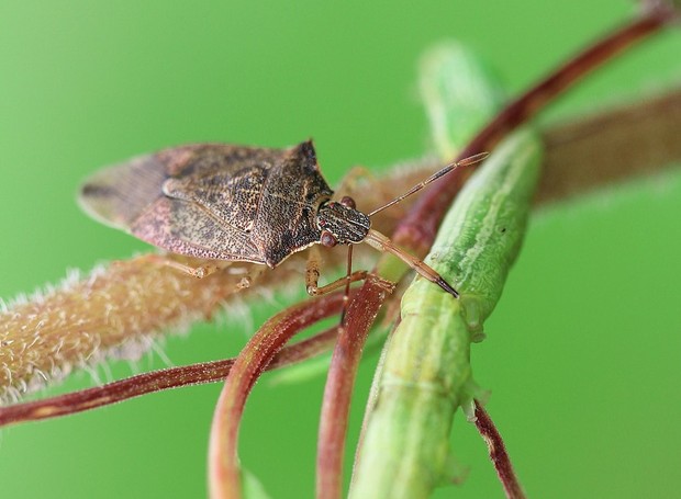 O inseto soldado espinhoso (Podisus maculiventris) ajuda a comer pragas que poderiam danificar o jardim (Foto: Rsbernard/WikimmediaCommons)
