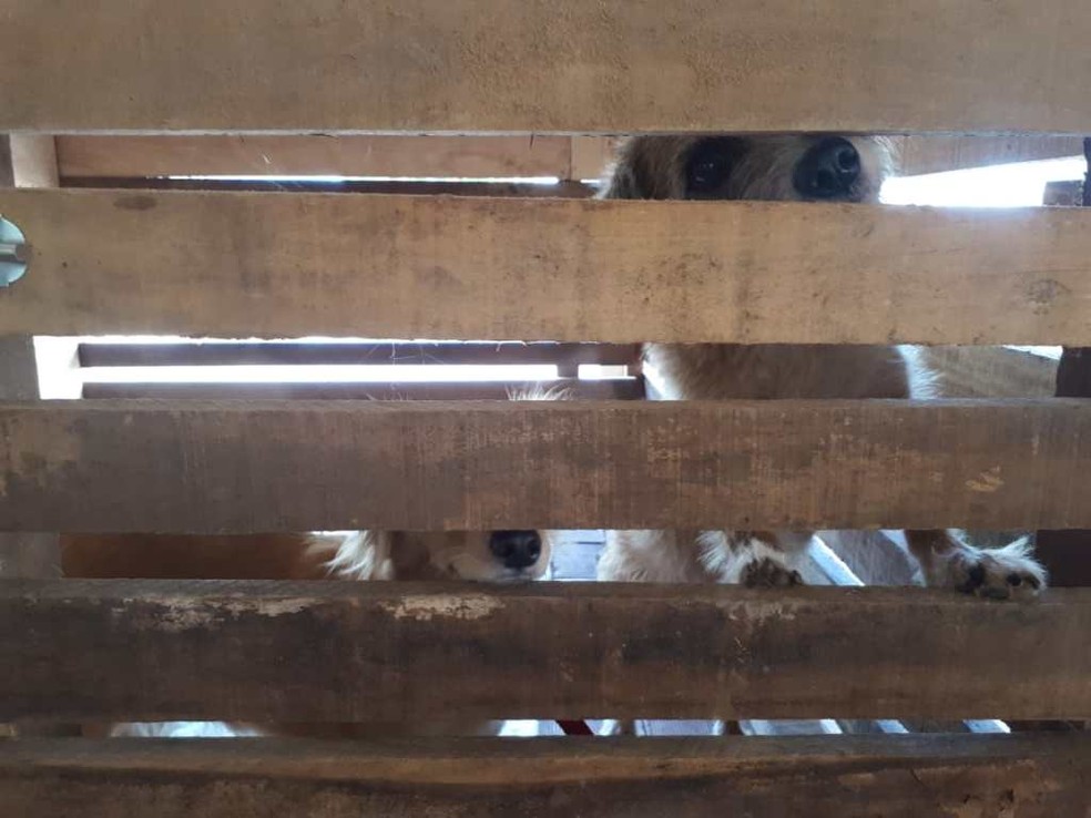 Animais esperam por adoação após serem deixados pelos donos no canil  — Foto: Arquivo/Dircom