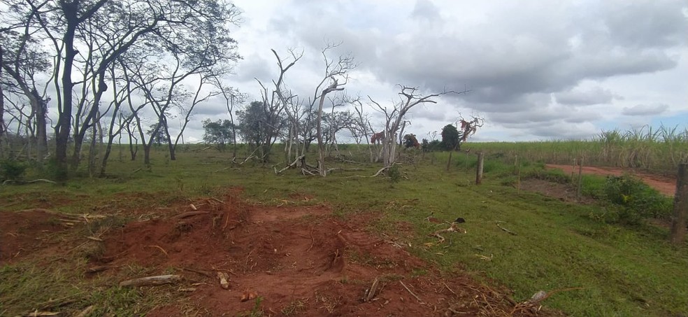 Empresa é multada pela derrubada irregular de árvores em Iepê — Foto: Polícia Ambiental 