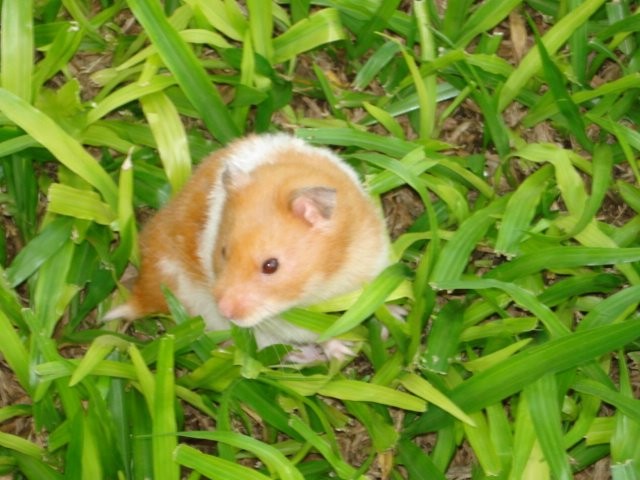 Hamster sírio foi usado como cobaia no estudo conduzido por especialistas dos EUA e Japão (Foto: Wikimedia Commons )