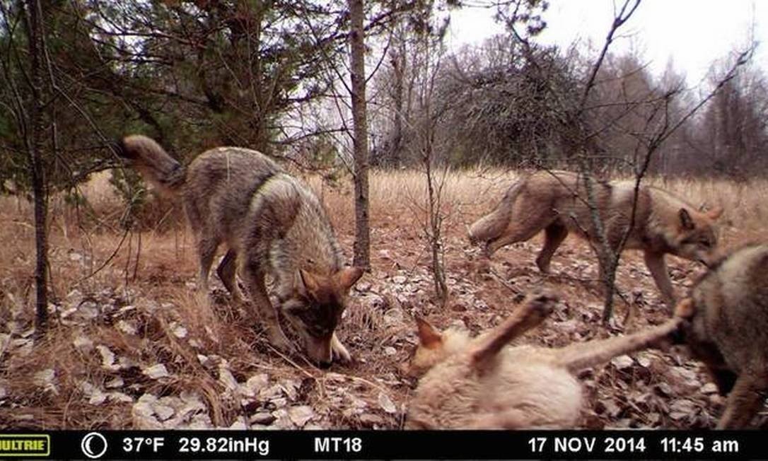 Lobos também foram observados na região (Foto: Dr Sergey Gaschak / Chernobyl Centre, Slavutych)