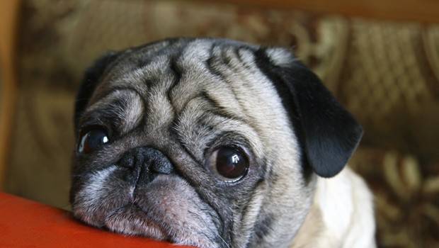 Olhar de "coitadinho" é uma artimanha dos cachorros (Foto: Thinkstock)