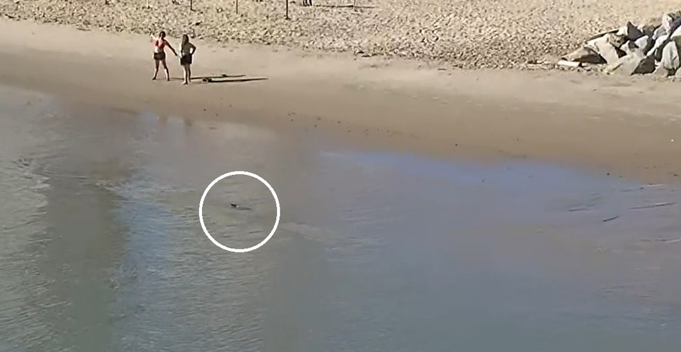 Tubarão-lixa se aproxima da faixa de areia em praia de Fortaleza; espécie é inofensiva a seres humanos — Foto: TV Verdes Mares/Reprodução
