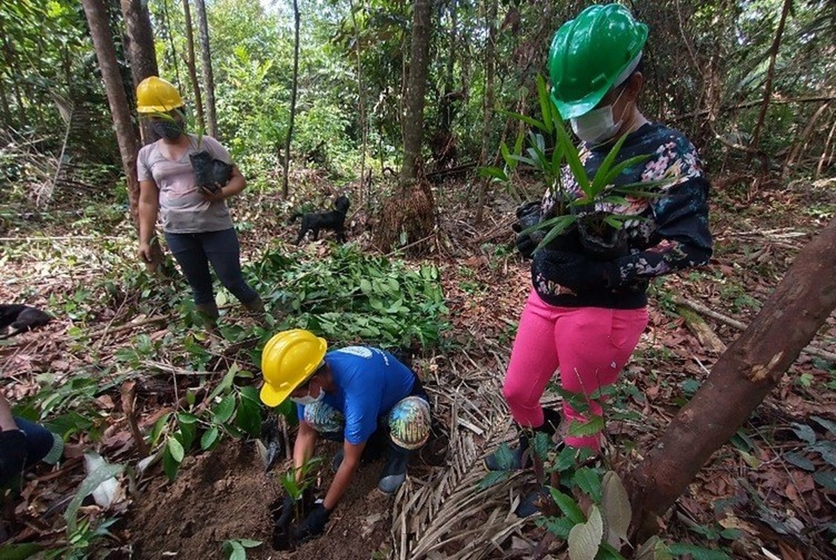 Indígenas Ajudam A Recuperar áreas Degradadas Com Plantas Medicinais E árvores Da Amazônia 6432